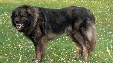 Šarplaninac izujedao djevojčicu (8) kod bake u Mladenovcu