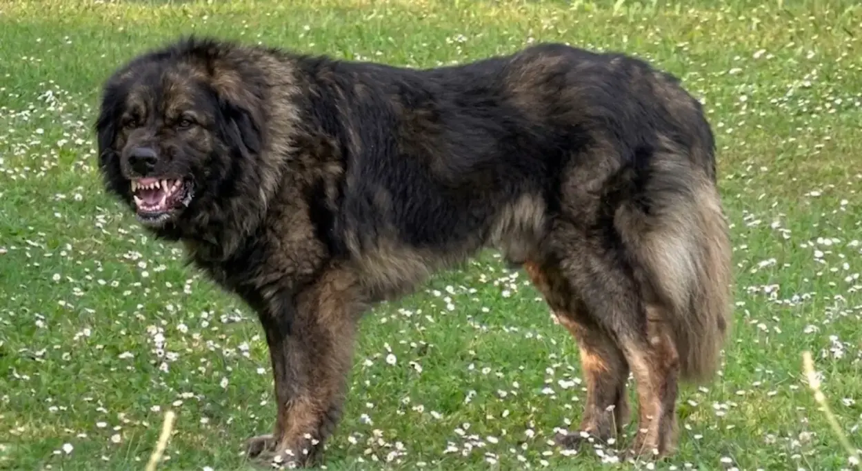 Šarplaninac izujedao djevojčicu (8) kod bake u Mladenovcu