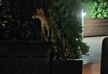 Lisice kod mosta Venecija redovni gosti lokala u Banjaluci