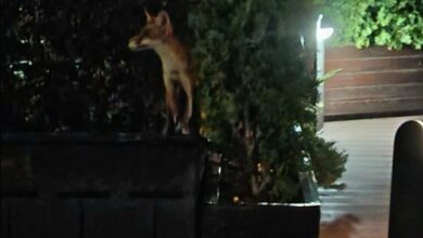 Lisice kod mosta Venecija redovni gosti lokala u Banjaluci