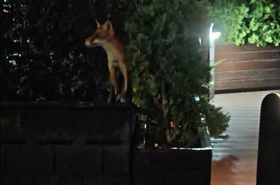 Lisice kod mosta Venecija redovni gosti lokala u Banjaluci