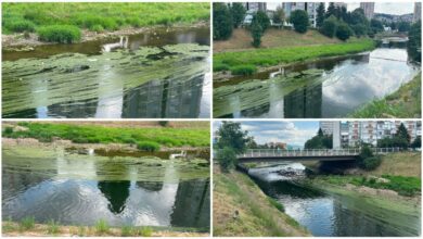 Zbog zelenih naslaga na Miljacki stručnjaci traže hitnu analizu vode