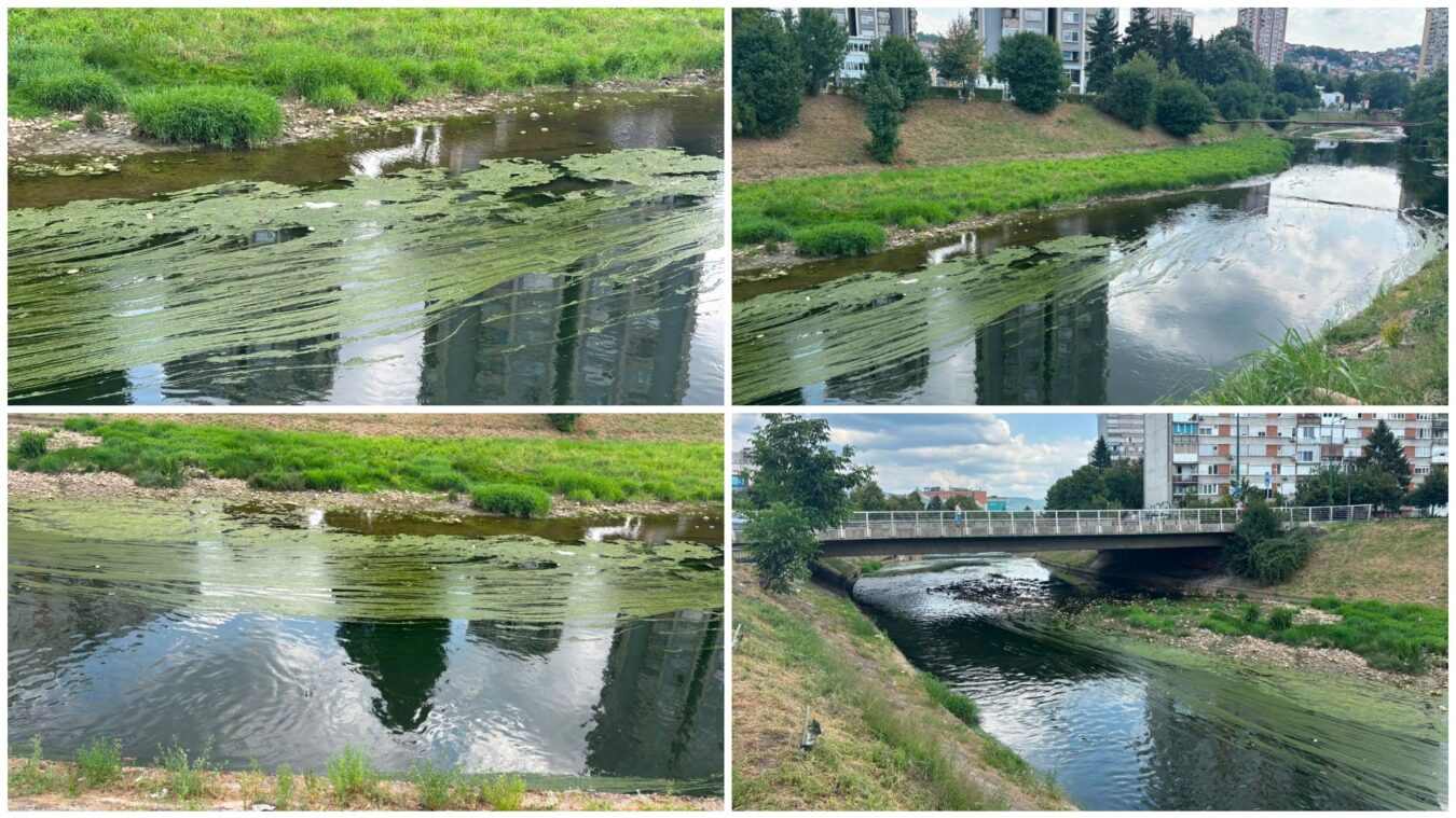 Zbog zelenih naslaga na Miljacki stručnjaci traže hitnu analizu vode
