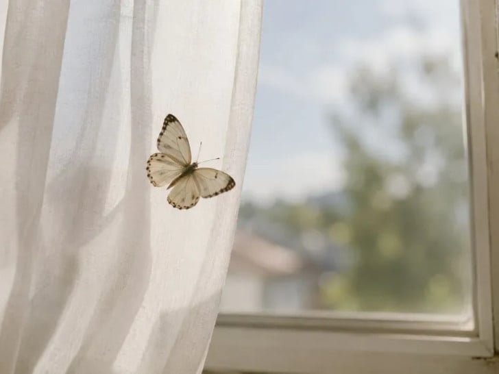 Leptir u kući donosi sreću prema narodnom vjerovanju