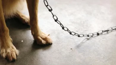Kućni pas spasio vlasnika od napada medvjeda