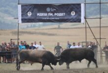 Borbe bikova na Kočićevom zboru okupile hiljade posjetilaca