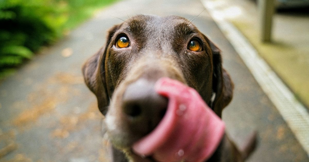 Kada je povraćanje kod pasa opasno i kako reagovati
