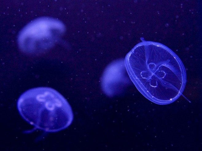 Meduze zaustavile tri reaktora u nuklearnoj elektrani Gravelin