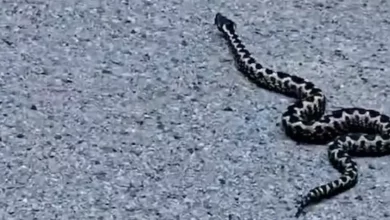 Poskok ujeo četvorogodišnjeg dječaka u Istri