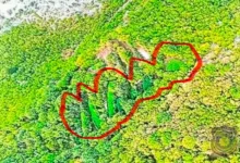 Otkrivena plantaža kanabisa u Drežnici: U toku pretresi i dokumentovanje zasada
