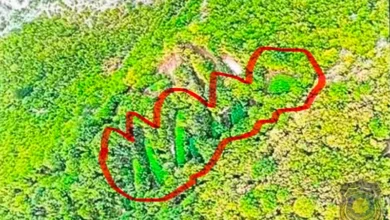 Otkrivena plantaža kanabisa u Drežnici: U toku pretresi i dokumentovanje zasada