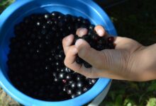 Zdravstvene dobrobiti aronije: kako da sami pripremite sirup