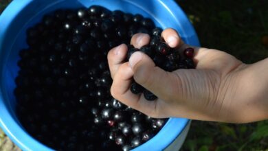 Zdravstvene dobrobiti aronije: kako da sami pripremite sirup