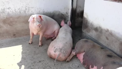 Afrička kuga svinja odnijela 36.632 grla