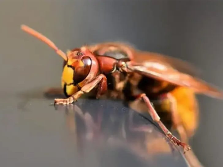 Dva ogromna legla stršljenova na tavanu: Čak 2.000 jedinki