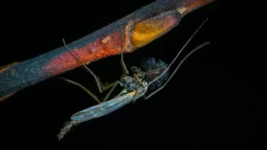 Virus Zapadnog Nila usmrtio prvu osobu u Holandiji
