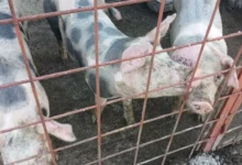 Afrička kuga svinja: u Semberiji nema novih žarišta