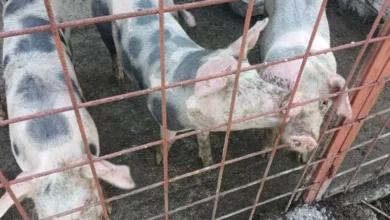 Afrička kuga svinja: u Semberiji nema novih žarišta