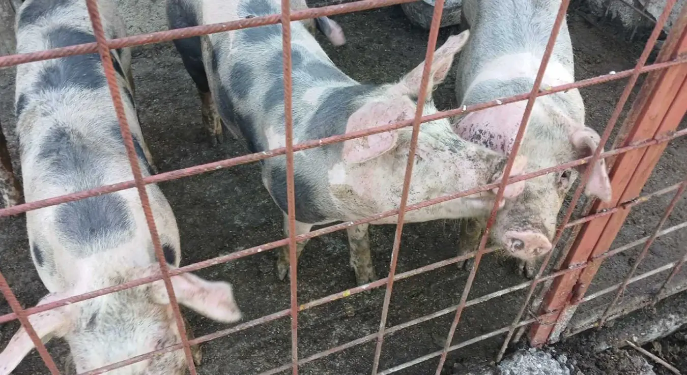 Afrička kuga svinja: u Semberiji nema novih žarišta