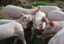 Cijene prasića u Srpskoj pale na najniži nivo: Kilogram žive vage i po 4 KM