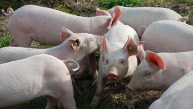 Cijene prasića u Srpskoj pale na najniži nivo: Kilogram žive vage i po 4 KM