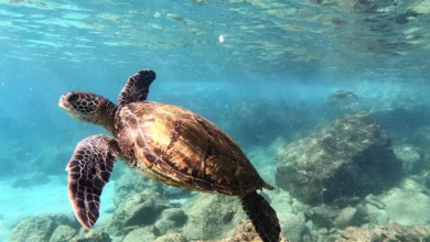 Peti napad morske kornjače na plaži kod Kaštela, kupači u strahu