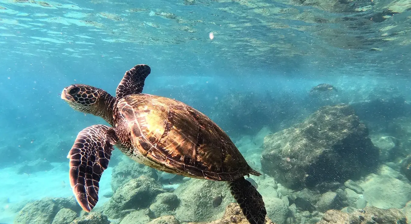 Peti napad morske kornjače na plaži kod Kaštela, kupači u strahu