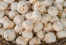 Uzgojen bijeli luk od pola kilograma kod Prnjavora