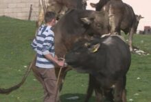 Unapređenje uzgoja gatačkog goveda uz punu podršku Vlade