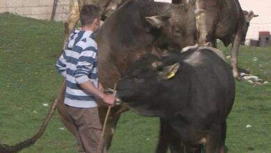 Unapređenje uzgoja gatačkog goveda uz punu podršku Vlade