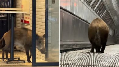 Divlja svinja u budimpeštanskom metrou izazvala haos i evakuaciju
