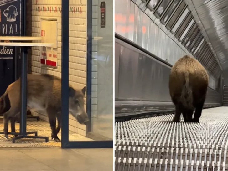 Divlja svinja u budimpeštanskom metrou izazvala haos i evakuaciju