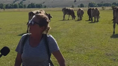 Stočarka iz Šujice: Dao Bog da litra mlijeka košta 100 maraka