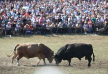 Za titulu Jablan na Kočićevom zboru izdvojeno 20.000 evra