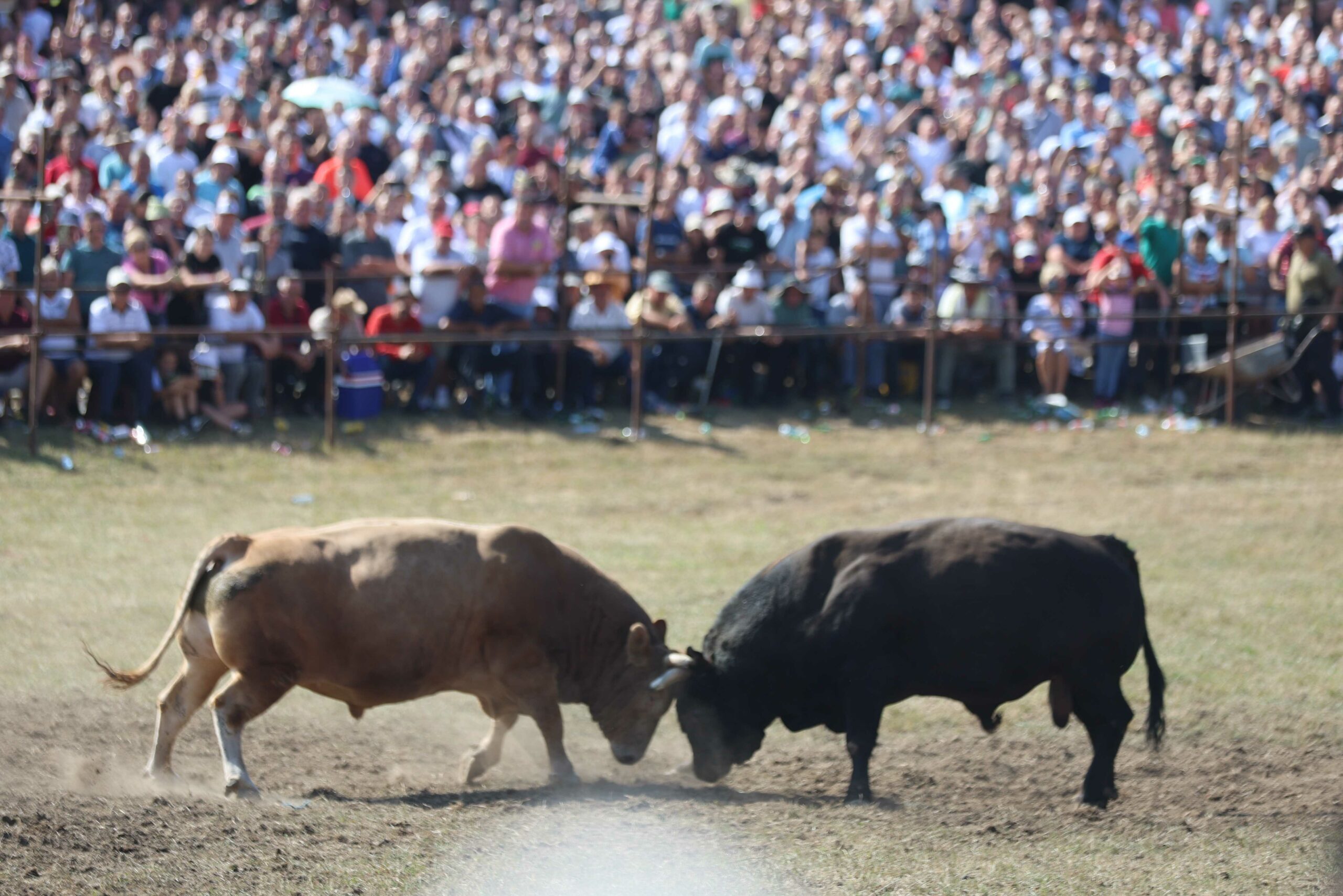 Za titulu Jablan na Kočićevom zboru izdvojeno 20.000 evra