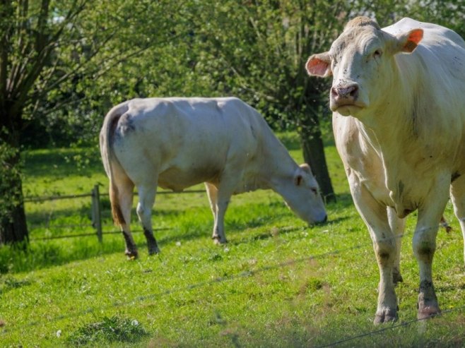 Suša ugrožava stočarstvo i zalihe hrane u EU