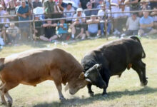 Na Manjači održana tradicionalna bodljavina bikova