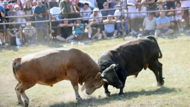 Na Manjači održana tradicionalna bodljavina bikova