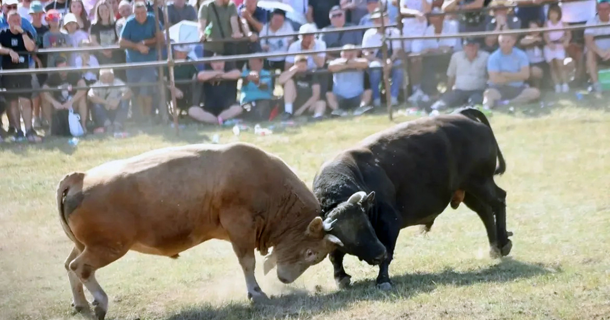 Na Manjači održana tradicionalna bodljavina bikova