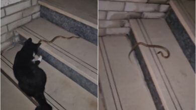 Zmija u dvorištu u Laušu: Izašla iz Crkvene zbog kiše i sparine