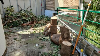 Radnici posjekli stabla u centru Banjaluke koja su ugrožavala zgradu