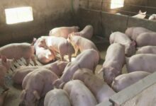 Afrička kuga svinja zahtijeva zajedničku odgovornost