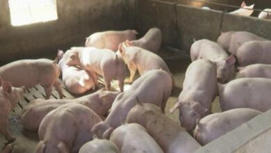 Afrička kuga svinja zahtijeva zajedničku odgovornost