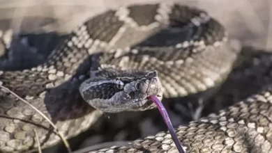 Zmija ujela dječaka u kampu u Istri