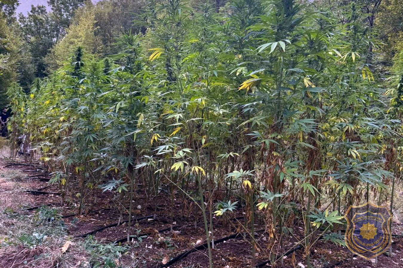 Otkrivena plantaža kanabisa kod Mostara, uhapšena dva lica
