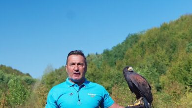Davor Dragičević pušta sokola