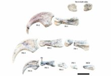 Nova vrsta dinosaurusa sa ogromnim kandžama pronađena u Kini