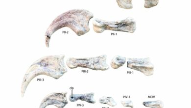 Nova vrsta dinosaurusa sa ogromnim kandžama pronađena u Kini