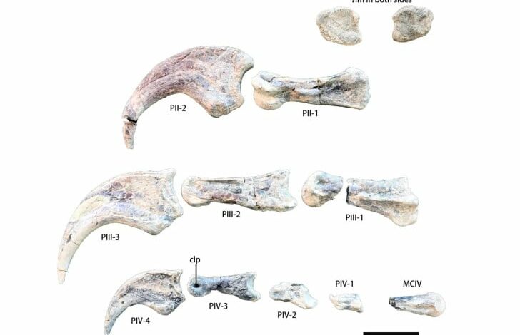 Nova vrsta dinosaurusa sa ogromnim kandžama pronađena u Kini