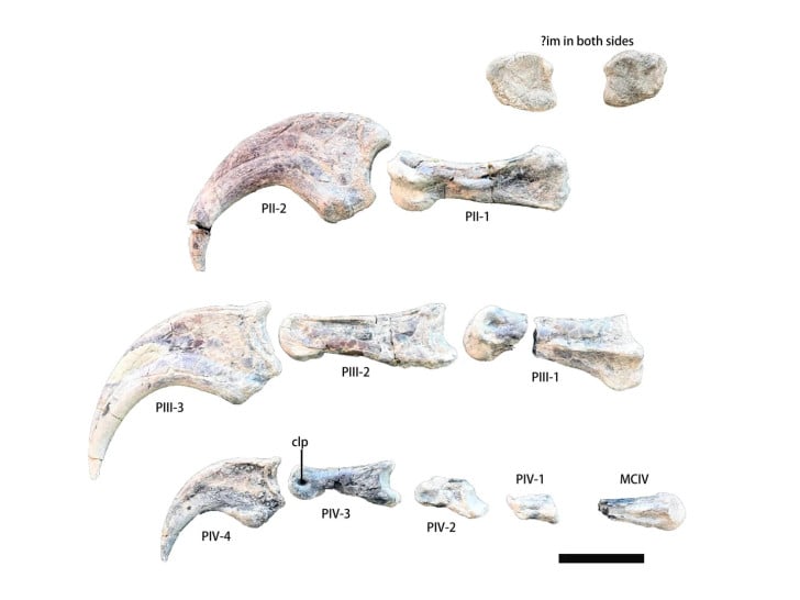 Nova vrsta dinosaurusa sa ogromnim kandžama pronađena u Kini